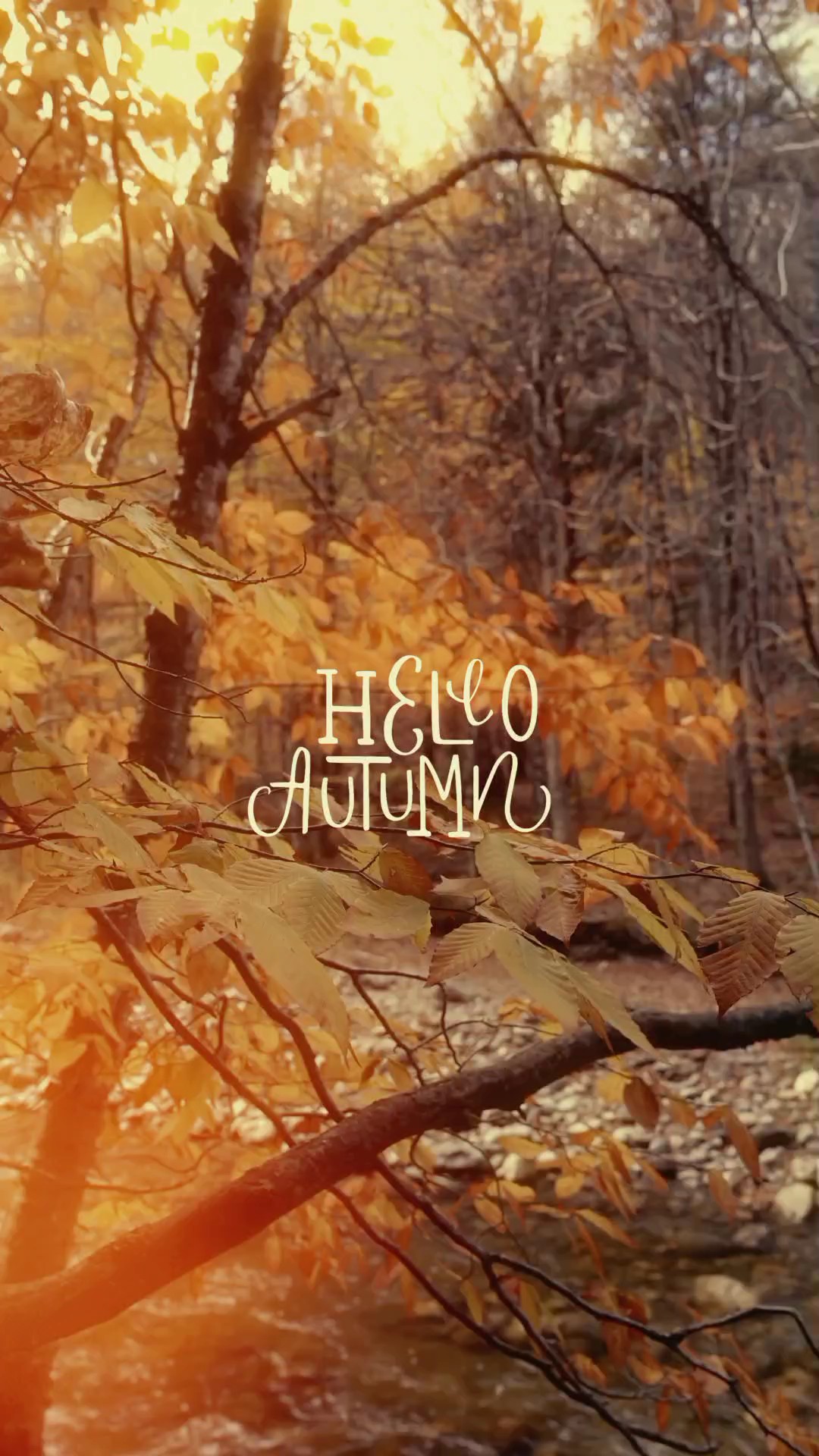 Bonjour l'automne