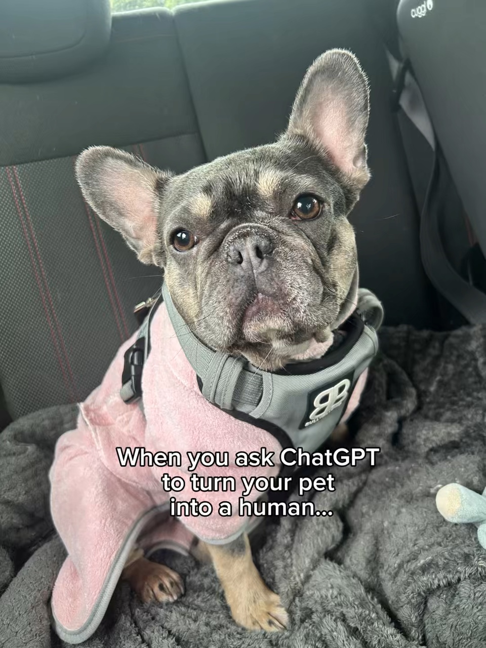 Cão para humano ChatGPT