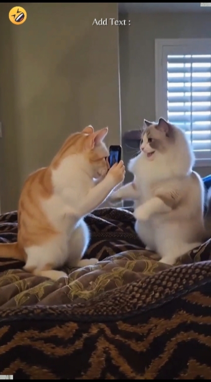 Dans Kedi Trendi