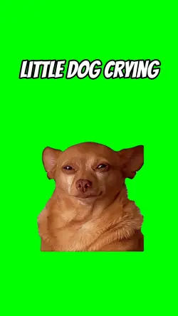 Little dog crying