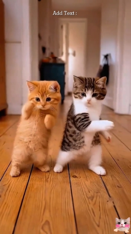 Cat Trend
