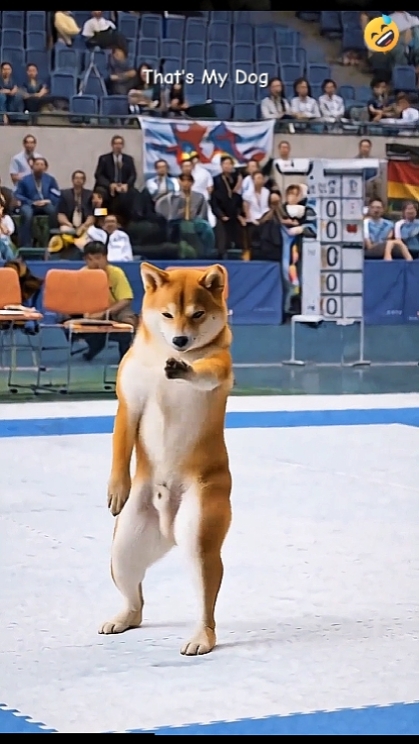 Cachorro Karatê. ADICIONAR TEXTO
