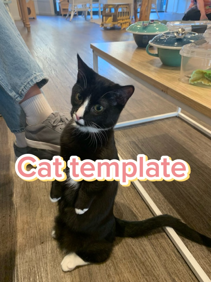 Cat template 