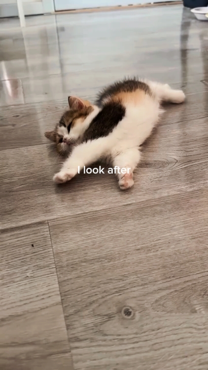 kedi
