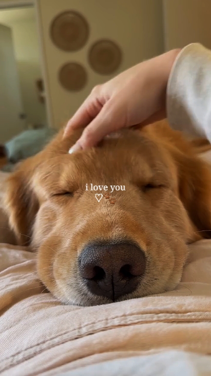 seni seviyorum köpeğim 