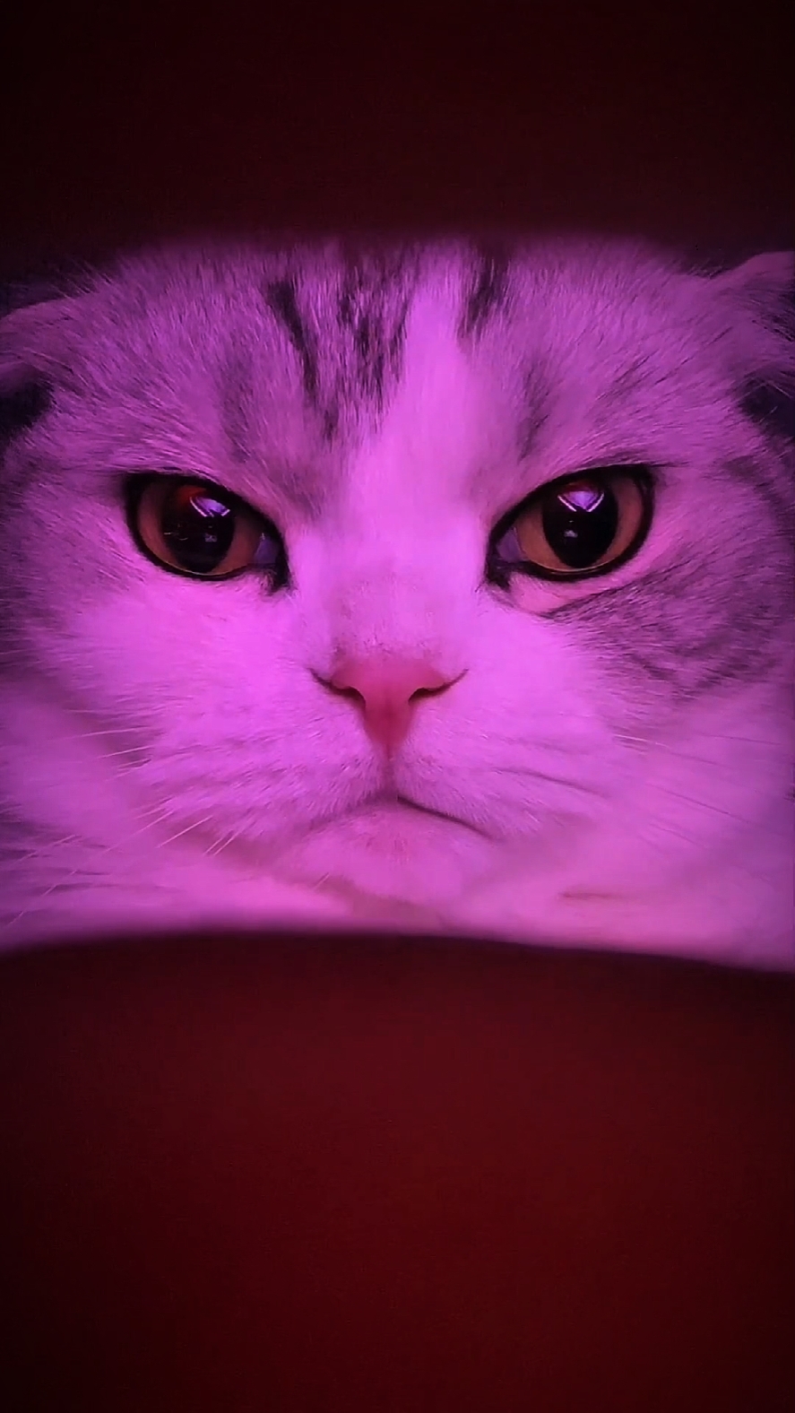 yeux de l'océan 