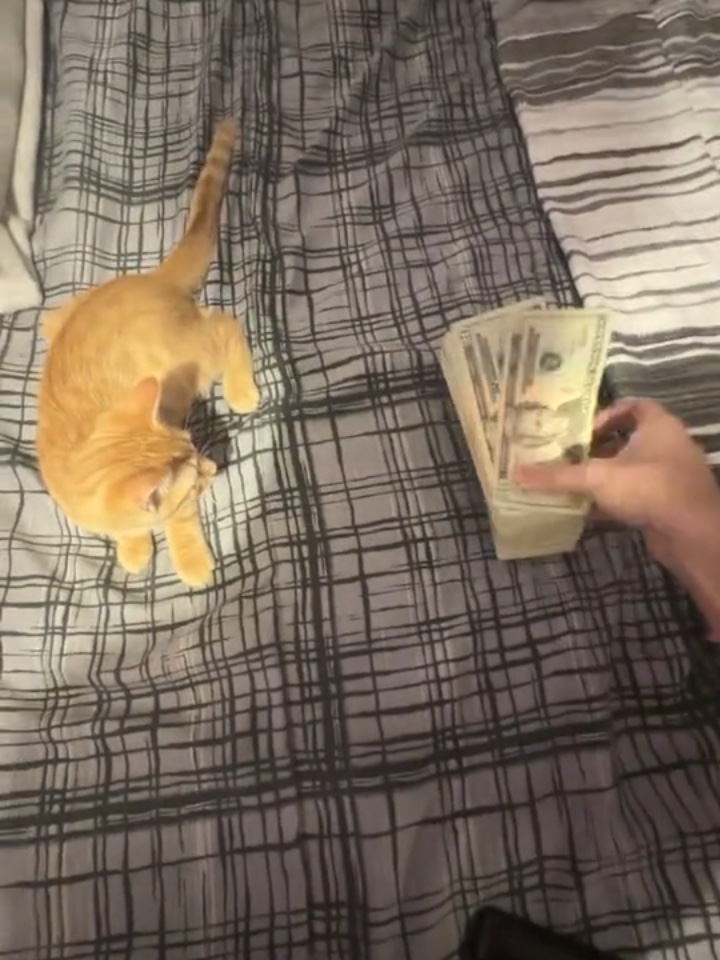 Dinero Dinero Verde