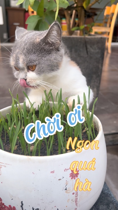 Chi i ngon quáhà
