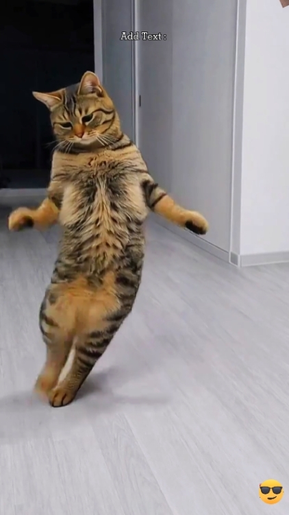 재미있는 고양이. .. 