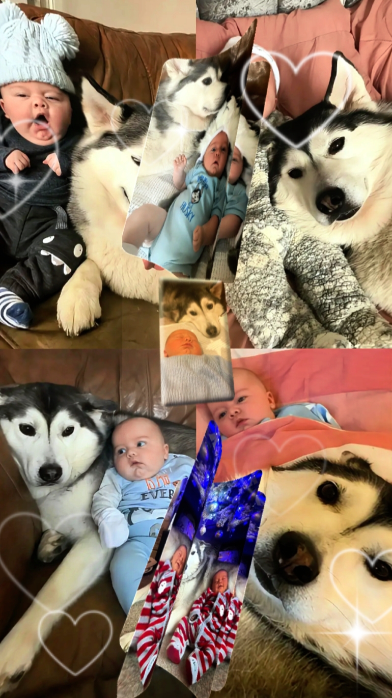 Lindo perro y bebé