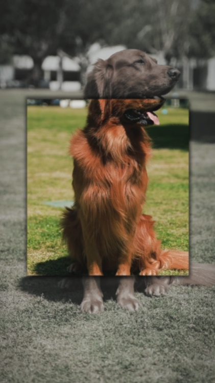doggy 4 template 