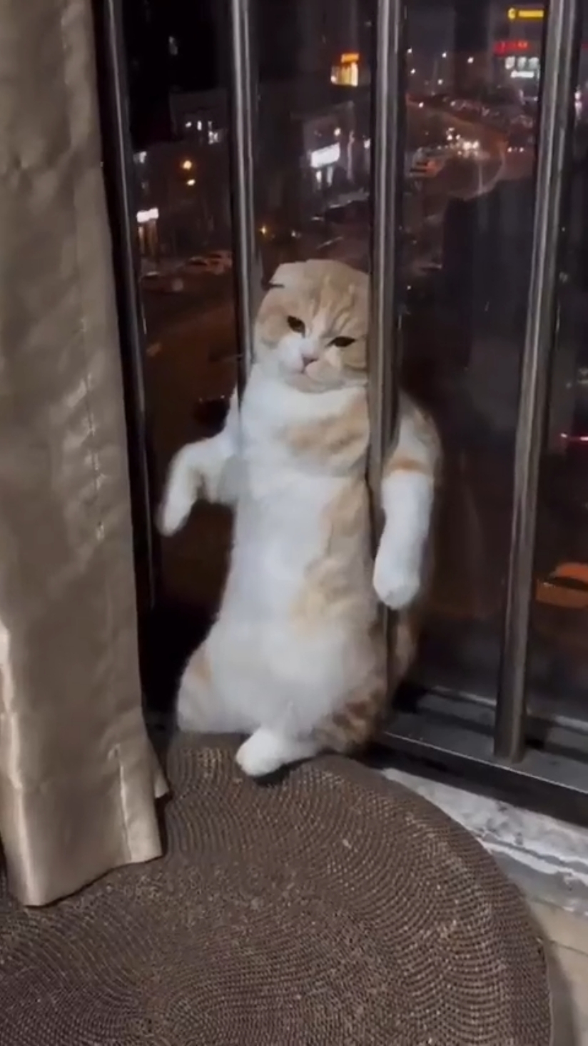 Mini vlog de gato