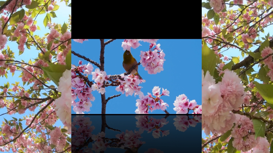 6 Paisaje de video