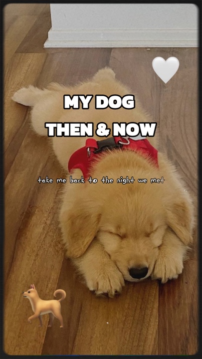 My dog then & now