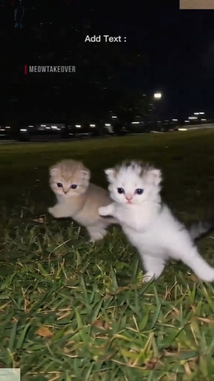 funny cat 
