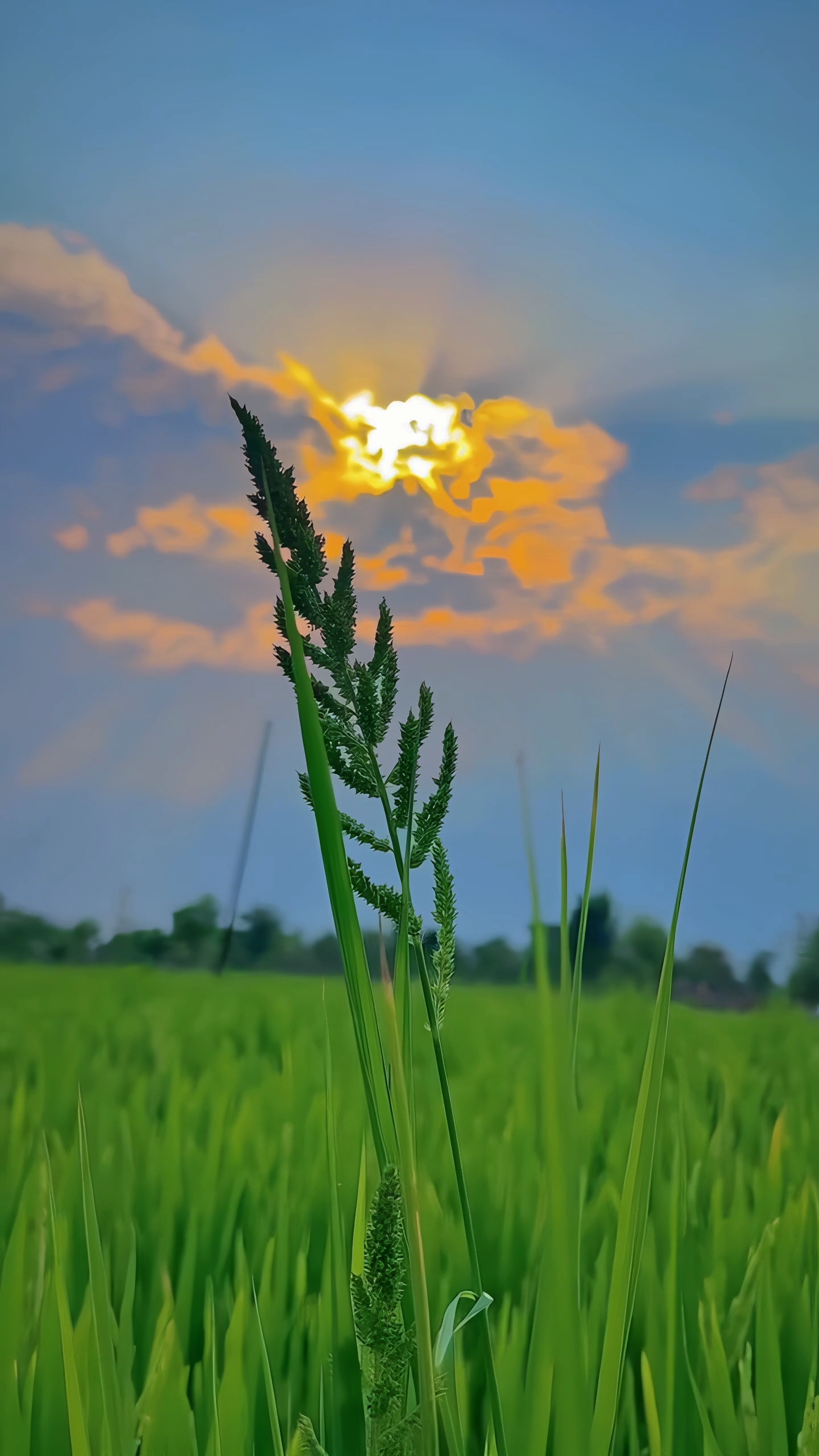 nature aesthetic