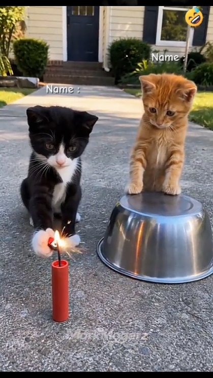 Chat drôle. 