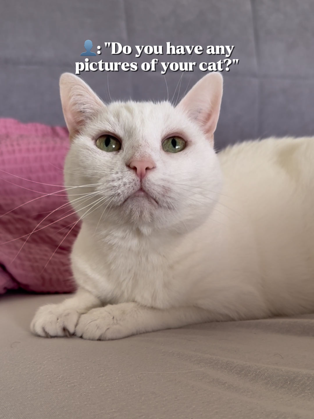 Fotos de gatos