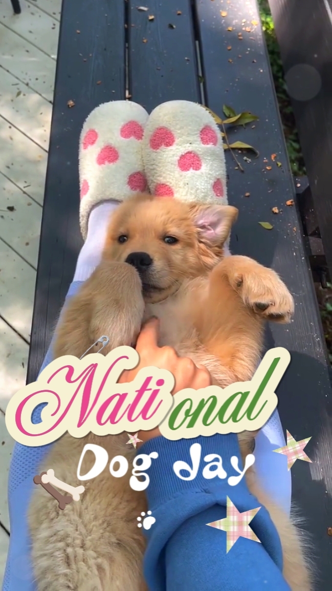 dogday 26 August