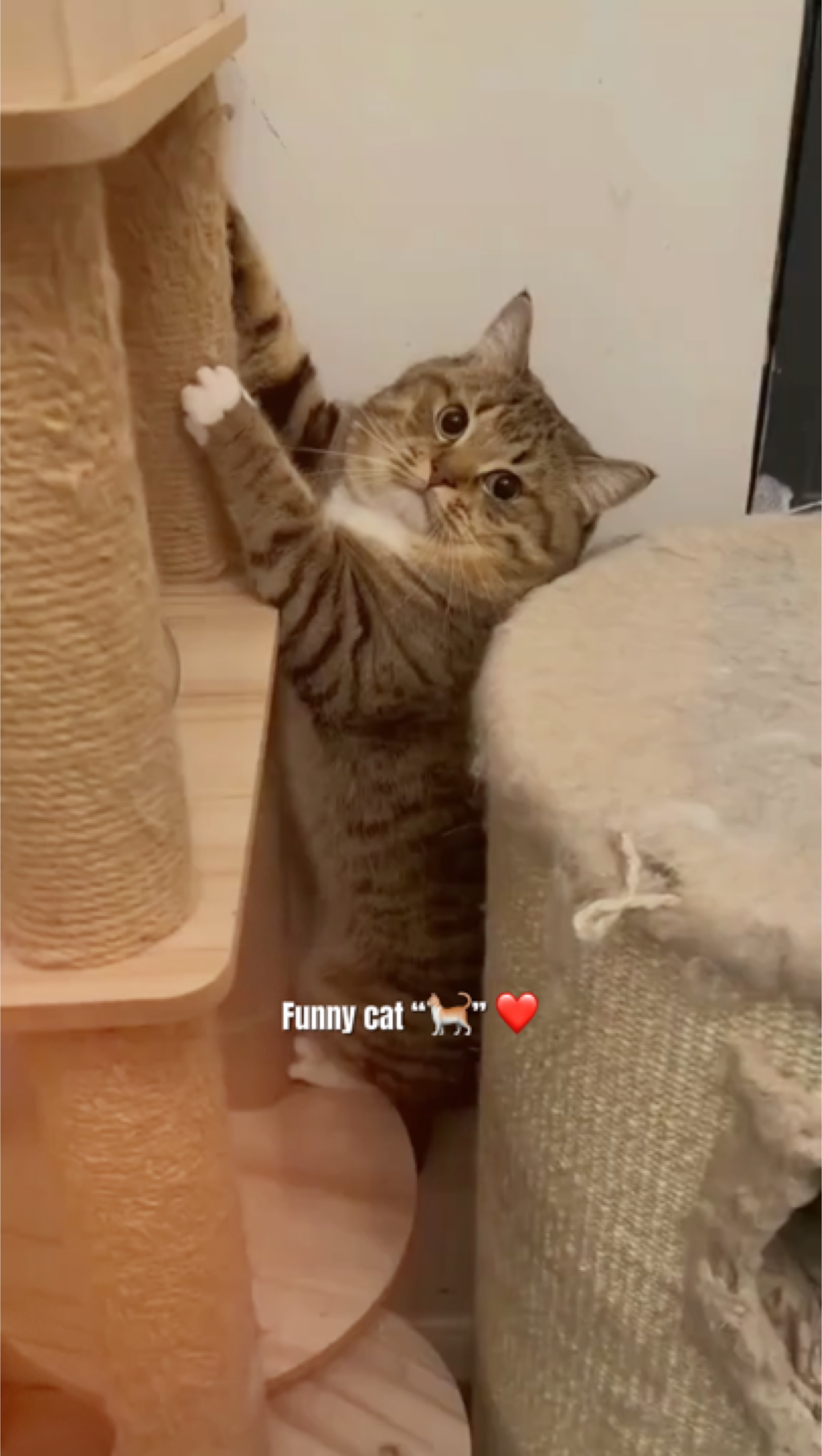 Chat drôle