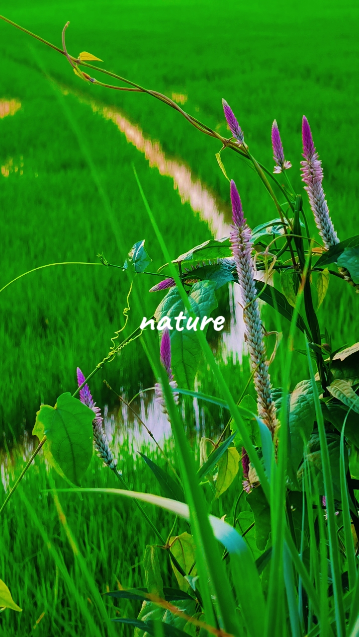 Vibração da natureza