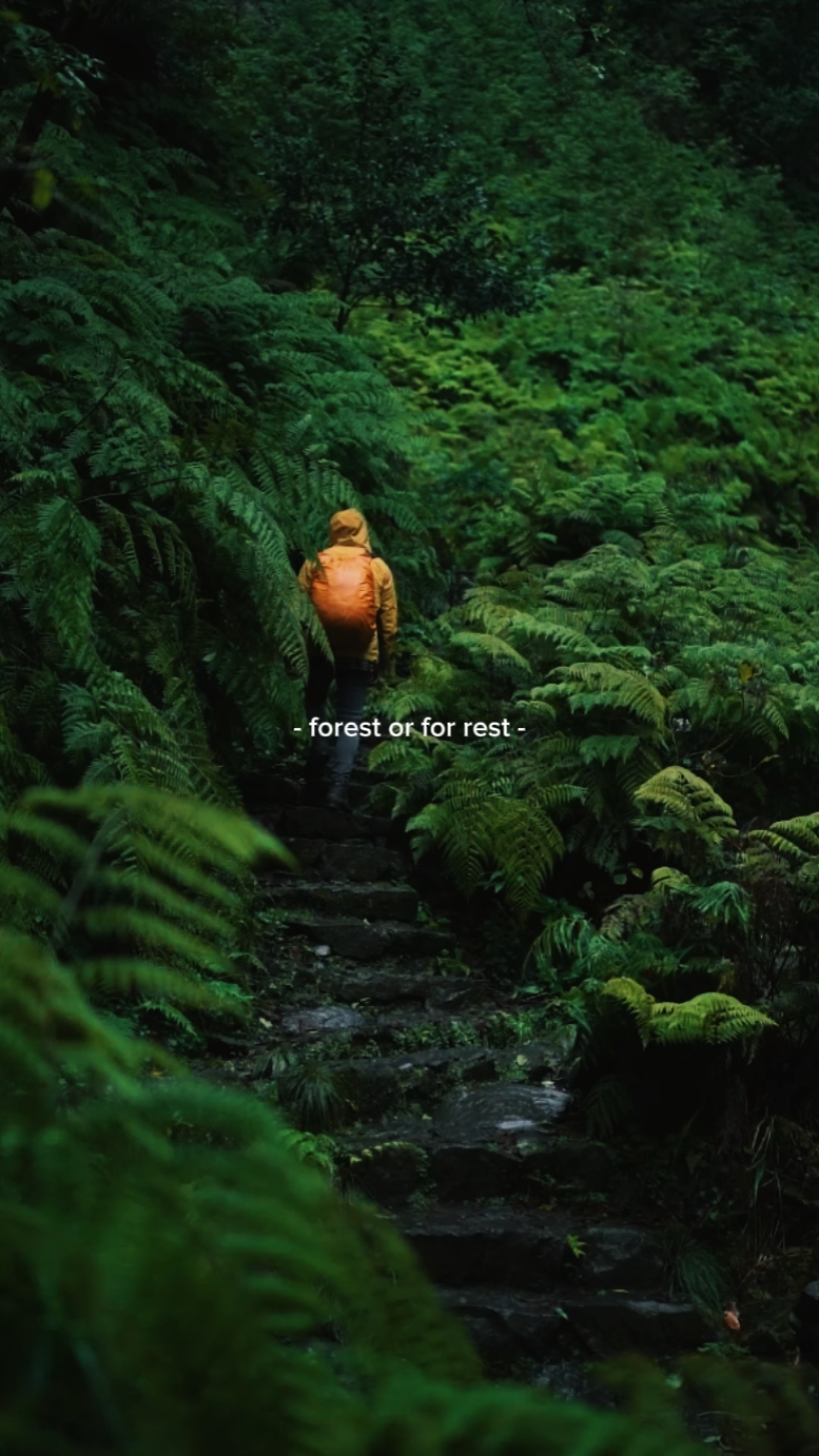 Floresta ou para descansar