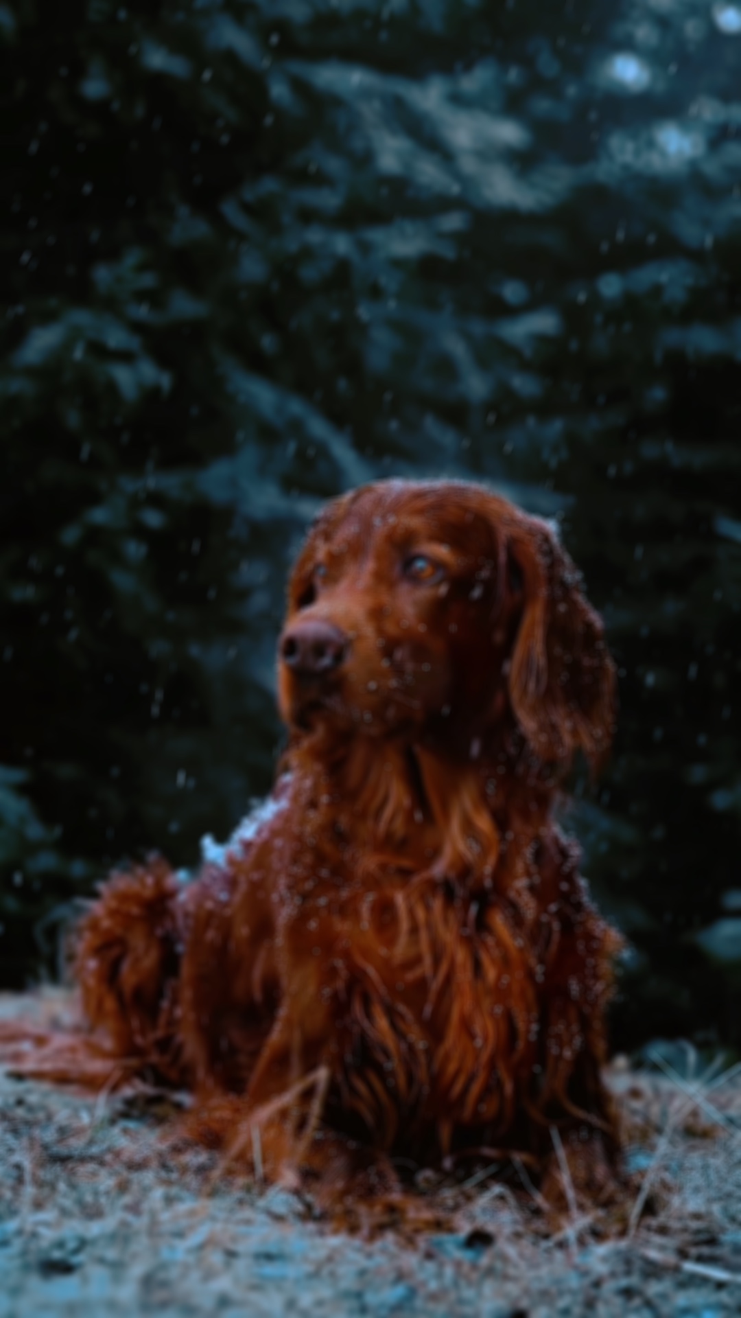 Yavaş Köpek |