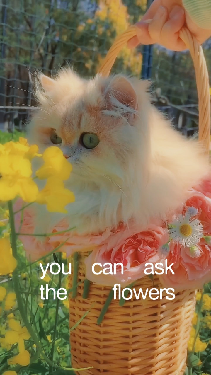 Pretty little cat