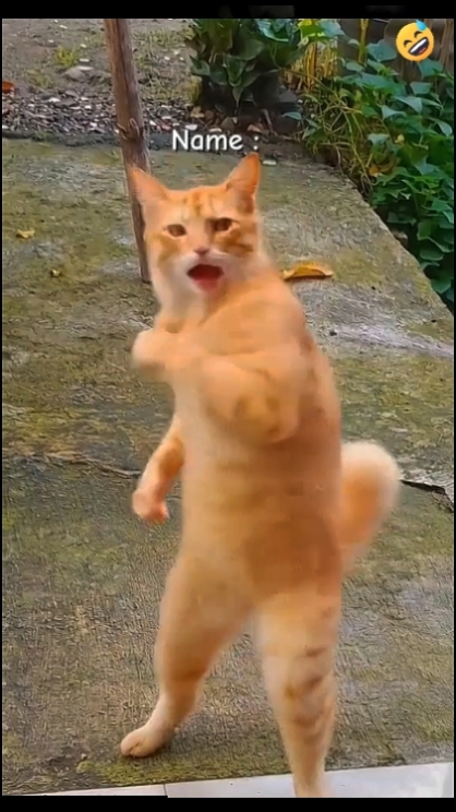 Gato engraçado