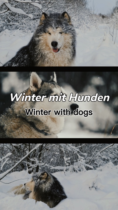 Liebe Hunde Love dog