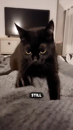 Biscuits thoughts