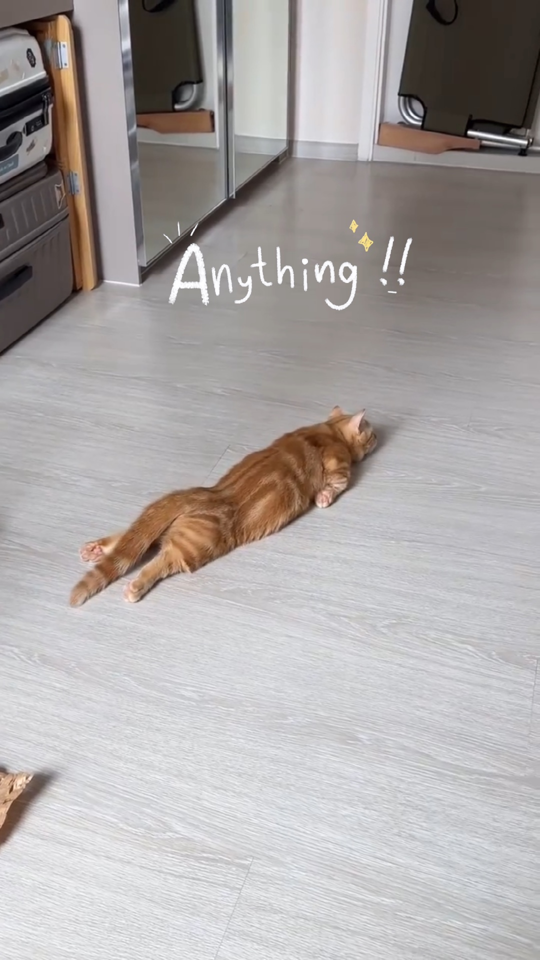 Gato perezoso