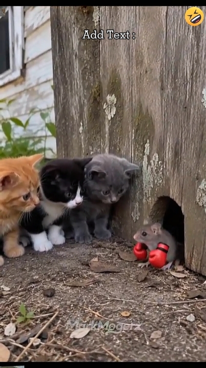 Gato Engraçado. 