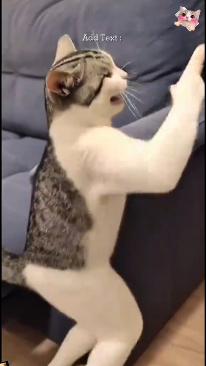 Komik Kedi