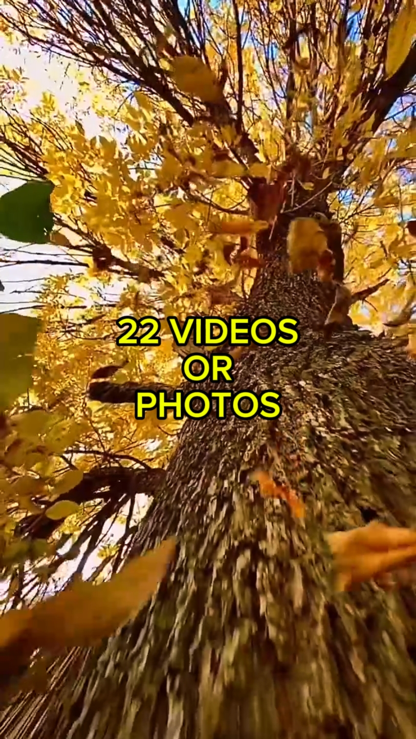 Autumn Leaves
