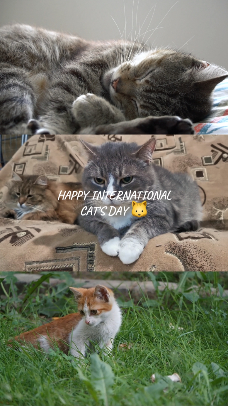Feliz día del gato