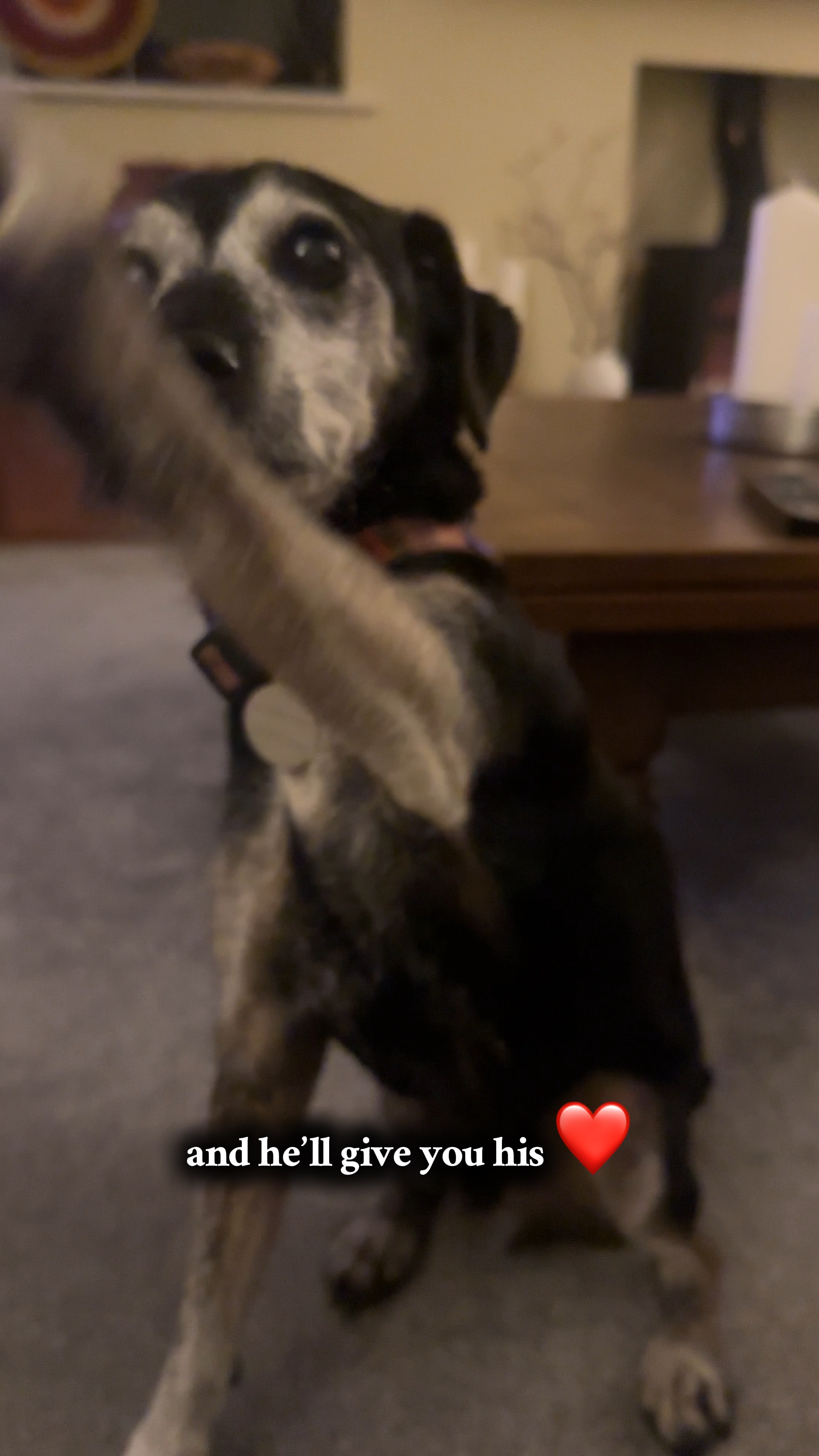 Amor de perro ❤️
