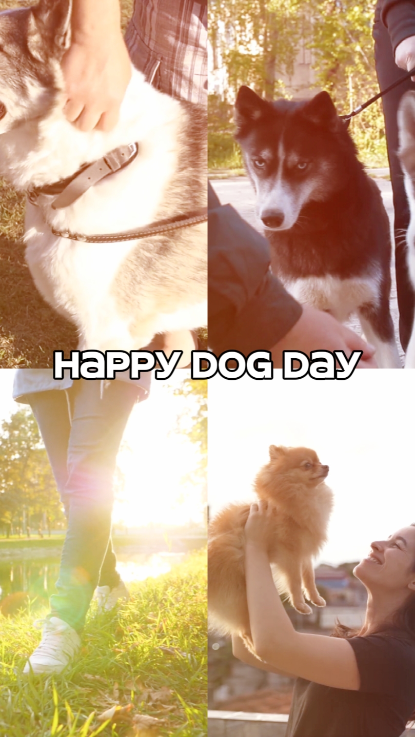 Feliz día del perro