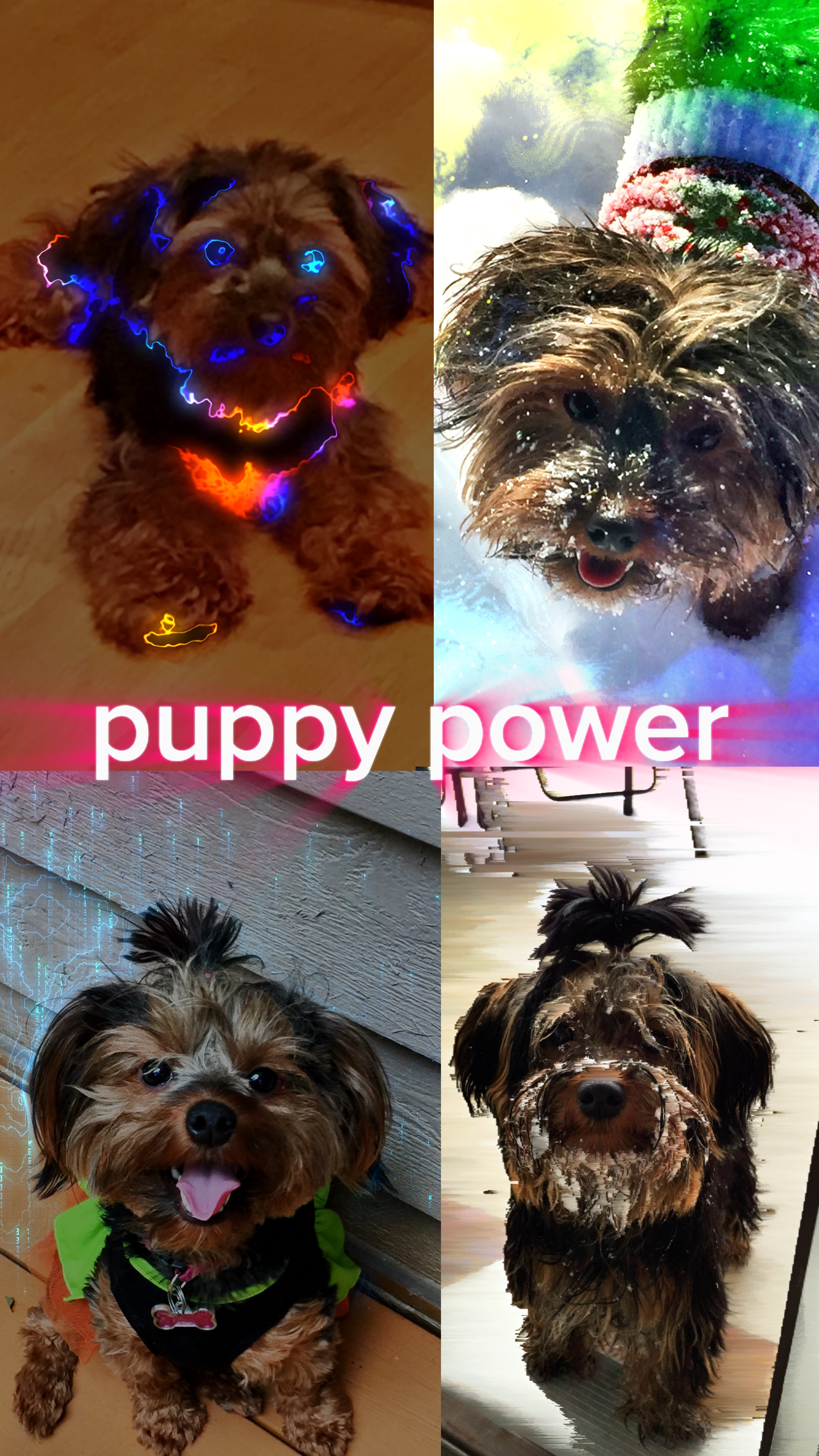 Köpek anne