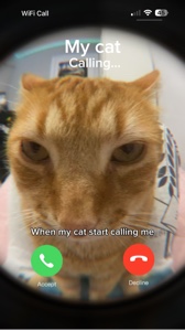 Mi gato llamando 