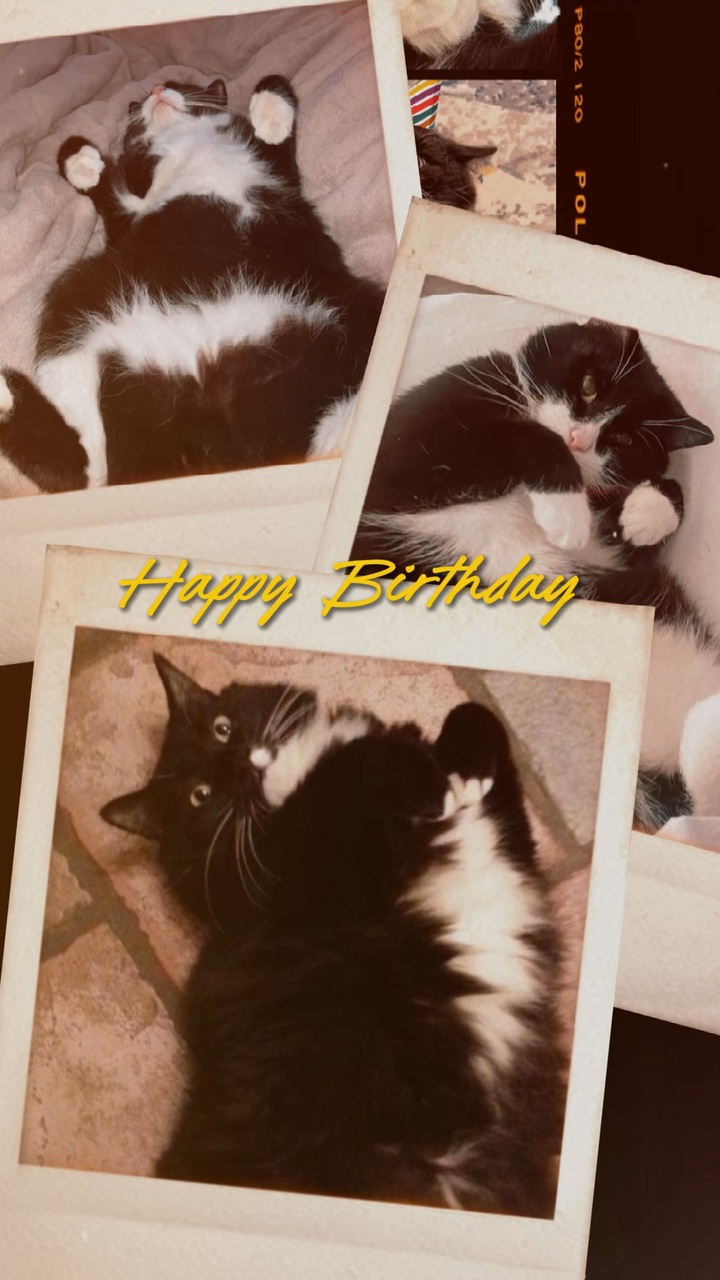 Cumpleaños de gato 🔥🔥❤️❤️
