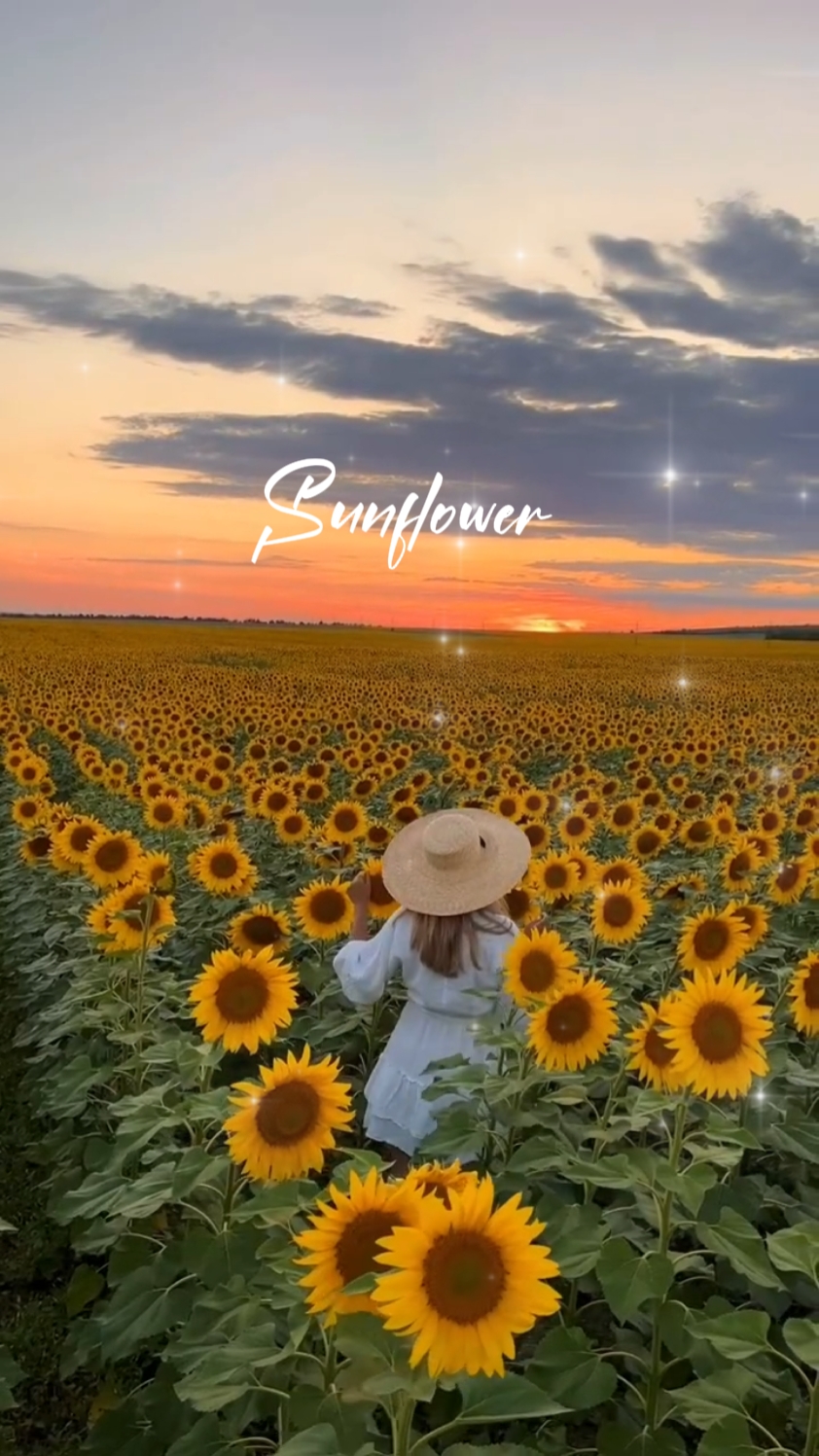 GIRASOL 