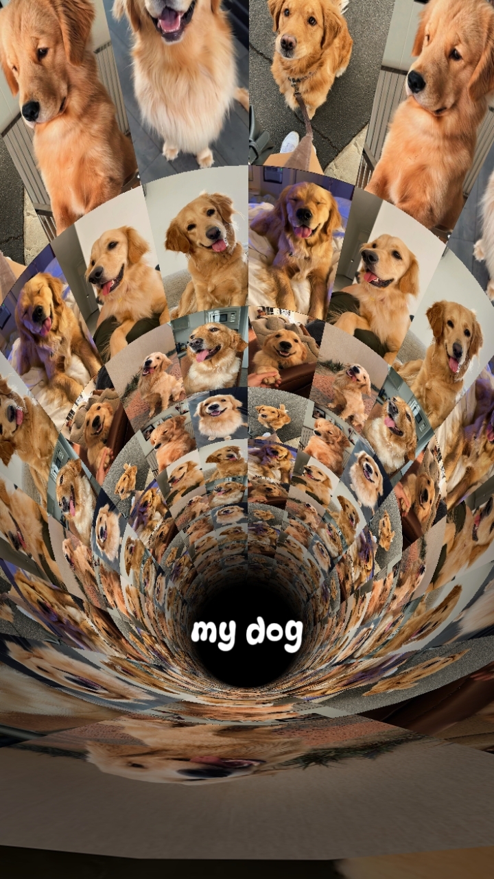 MY DOG MOMENTS