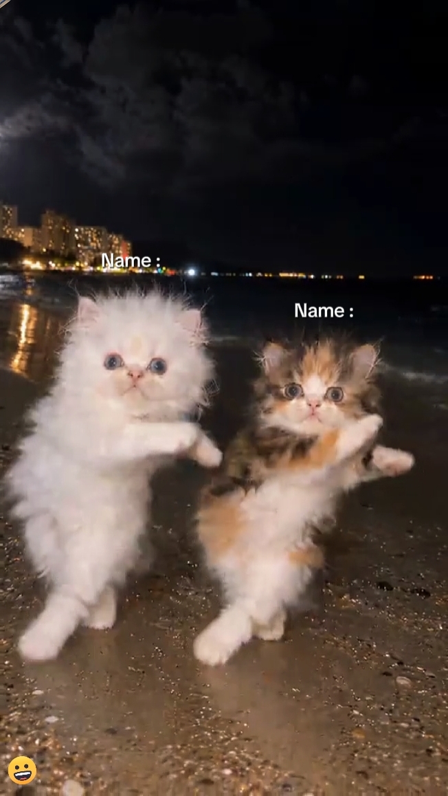 Niedliche Katze Trend 