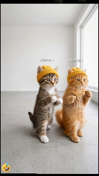 Lindo gato