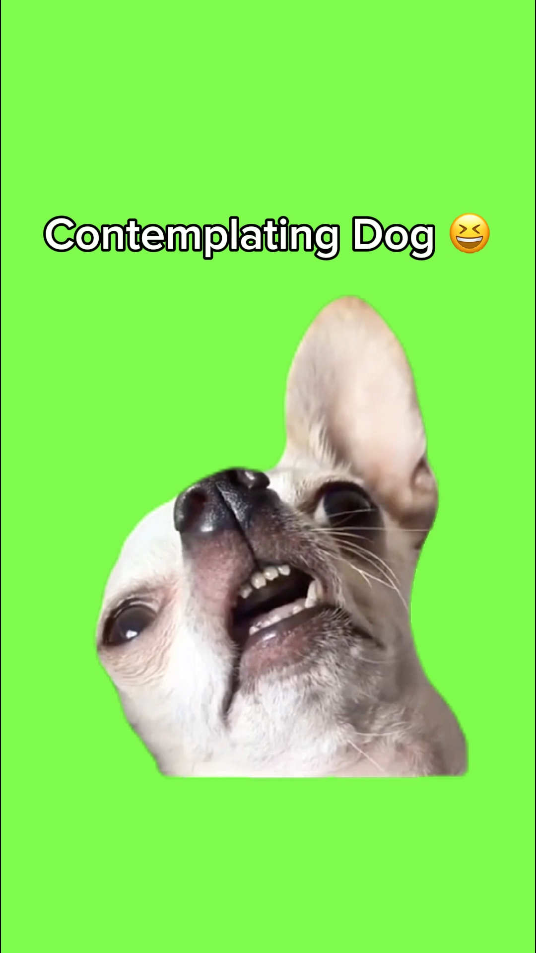 Chien contemplatif 🤣