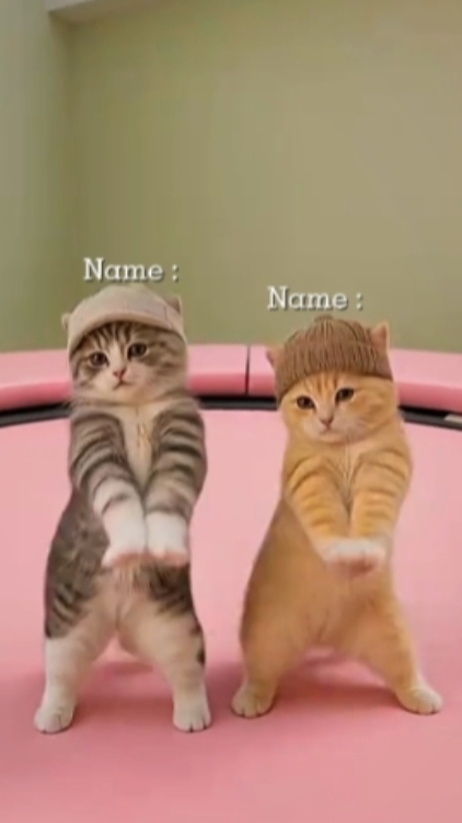 Gato Divertido
