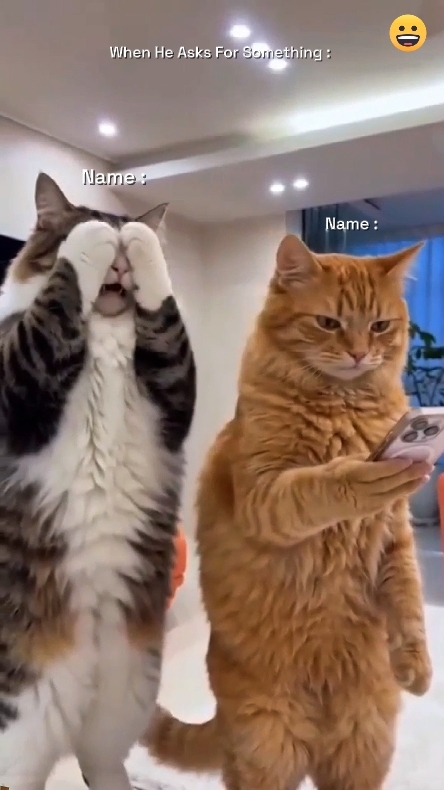 Funny Cat. 