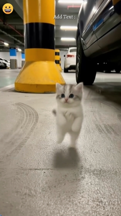 Lindo gato
