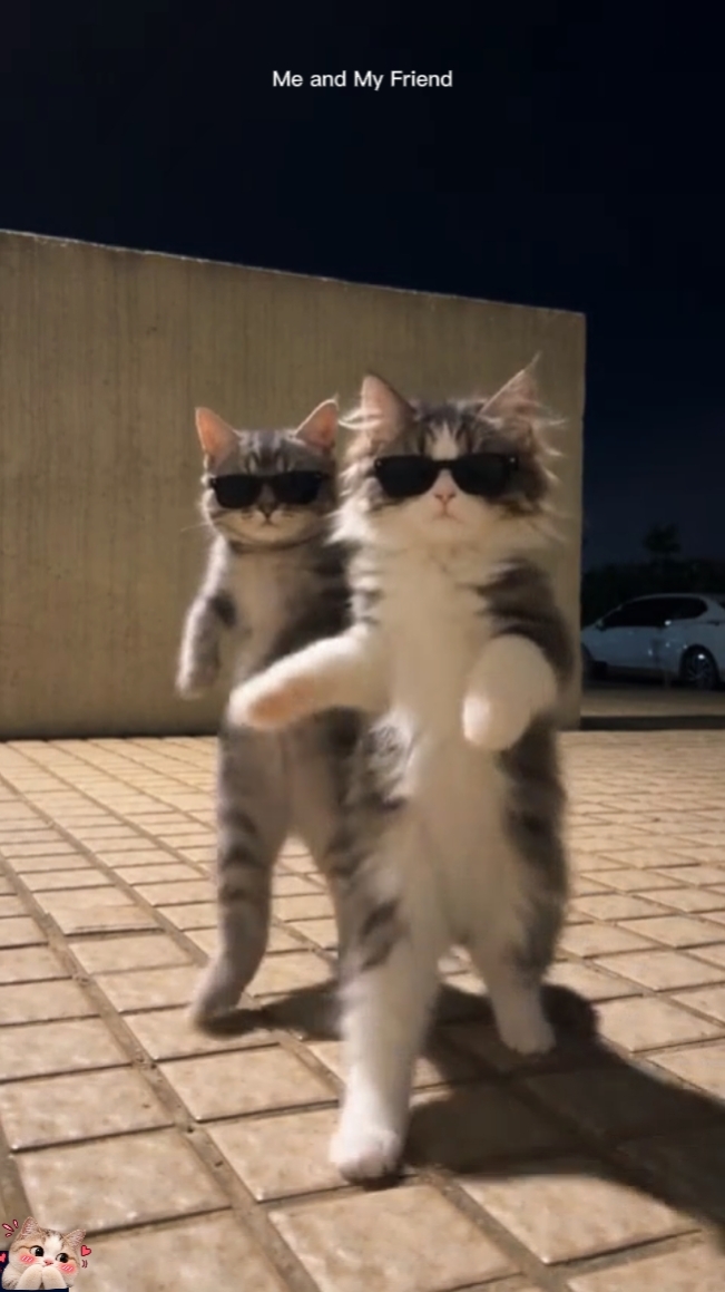 Tendencia del gato de baile 